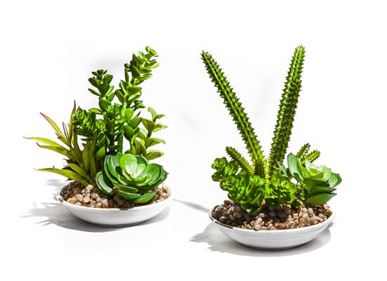 bonsai 15 cms de altura  modelo:  F40058 y  F40057